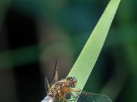 Spitzenfleck Libelle Männchen